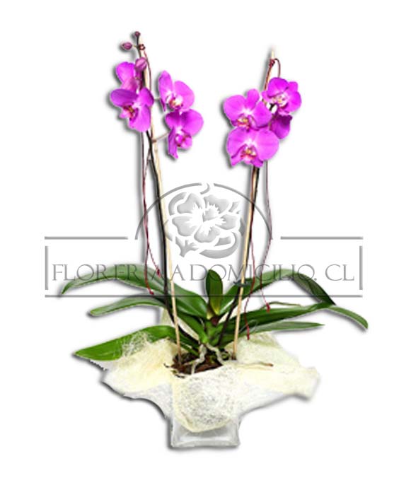 Orquidea  Cubo Duo